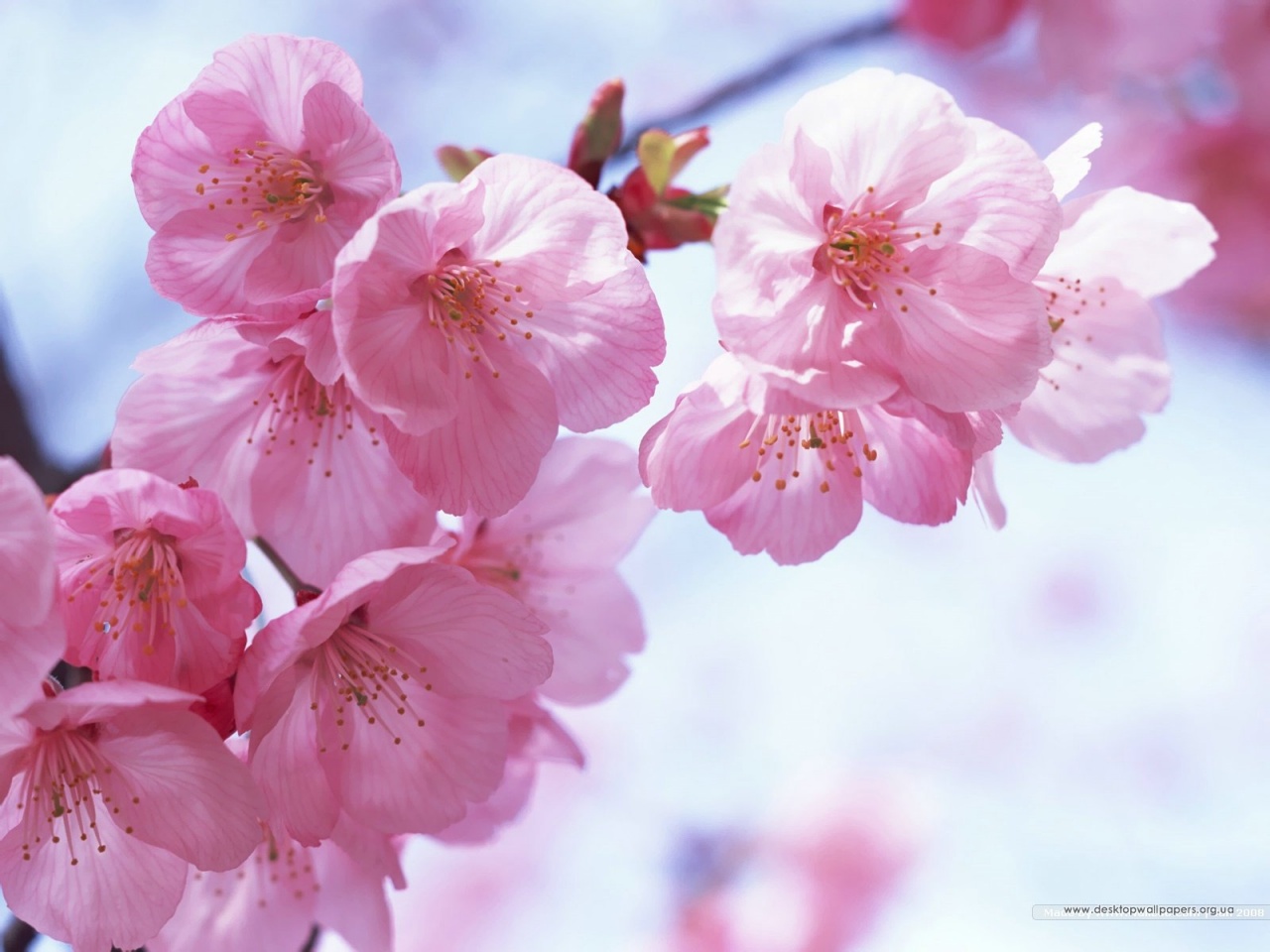 Cherry Blossom Wallpapers   8764