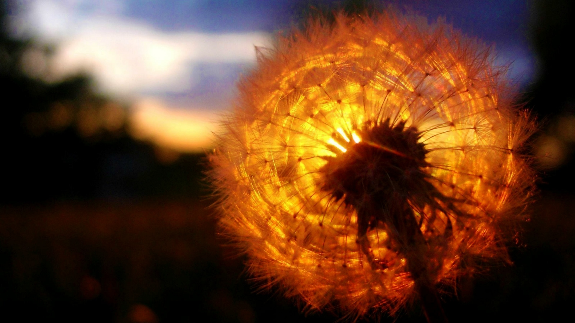 Sunset Behind a Dandelion Wallpaper Desktop Wallpaper with 1920x1080