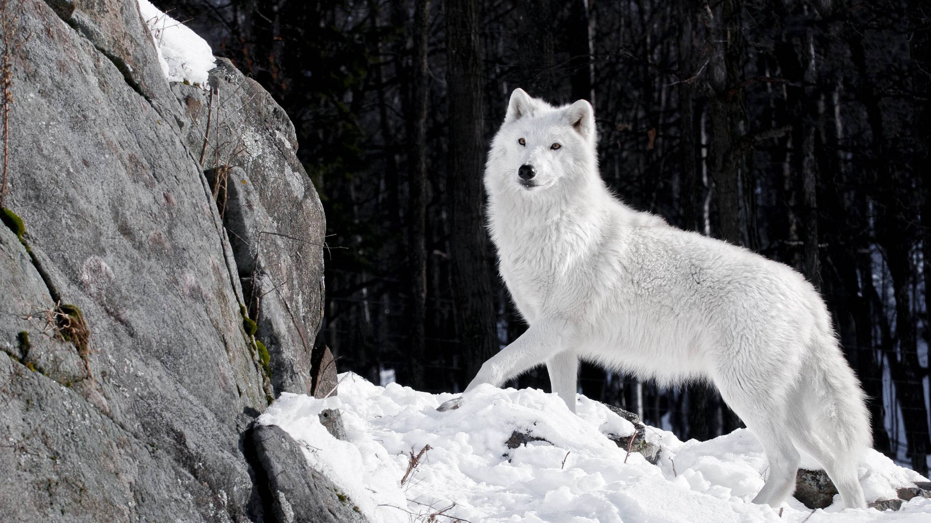 Wolf Atzohtys29vqwlt1 Wallpaper
