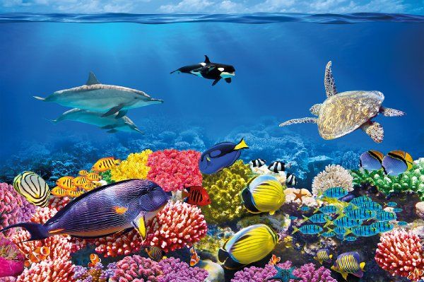 Reef Fisheye Photo Wallpaper Fishes Undersea Water Mural Wall
