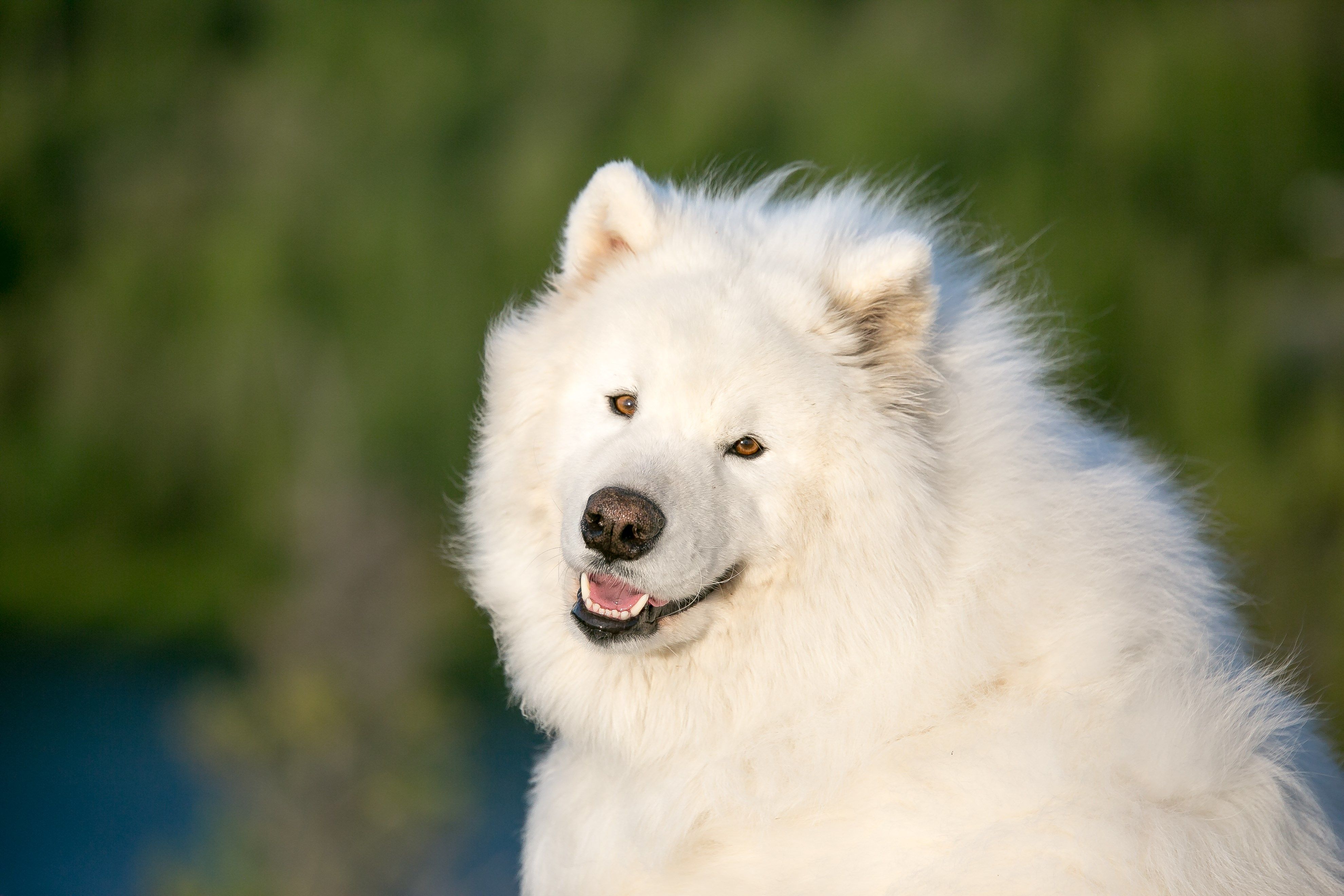 4k Samoyed HD Wallpaper Desktop Cute Dogs Animals