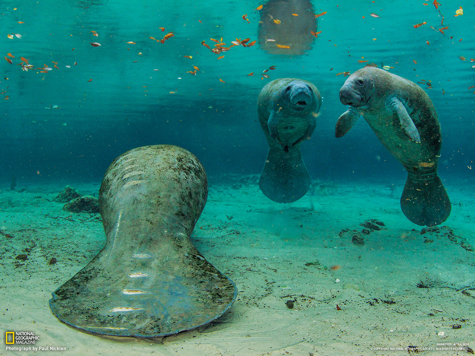 Manatee Picture Underwater Wallpaper National Geographic Photo
