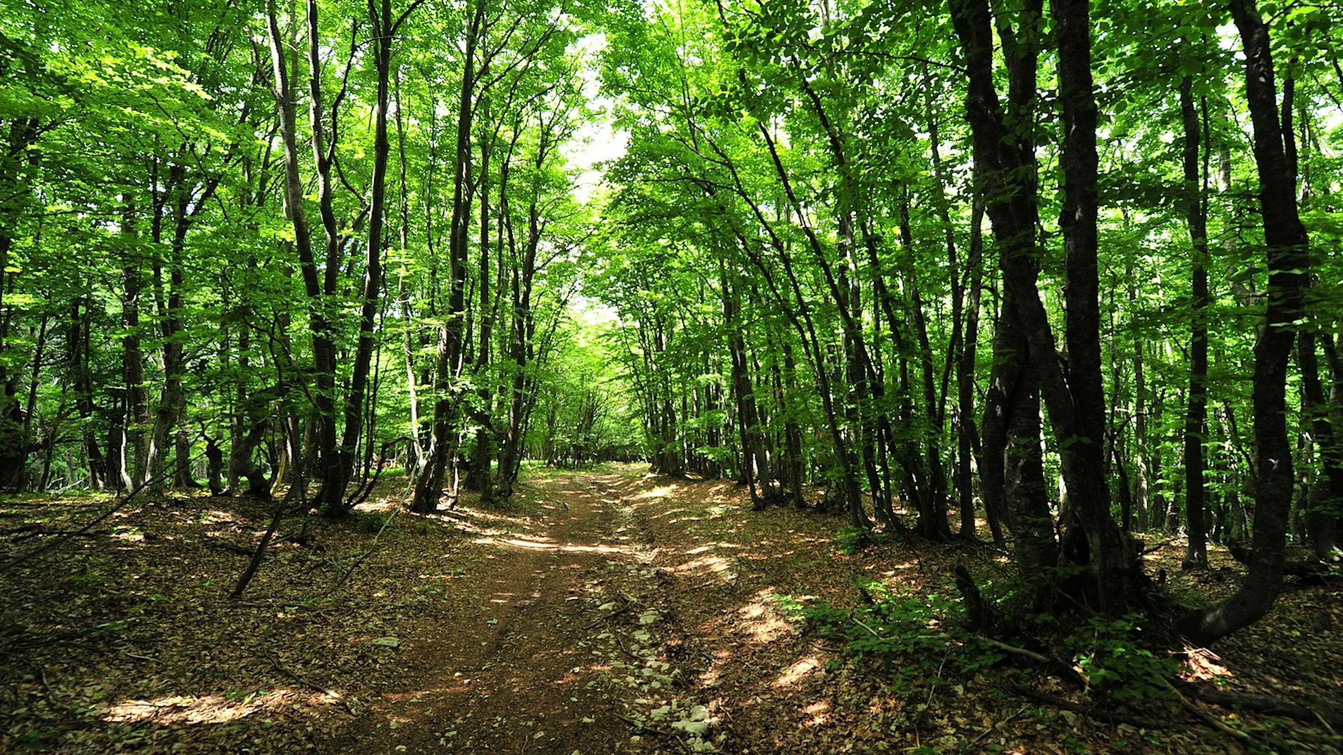 Crimean Forest Path Wallpaper