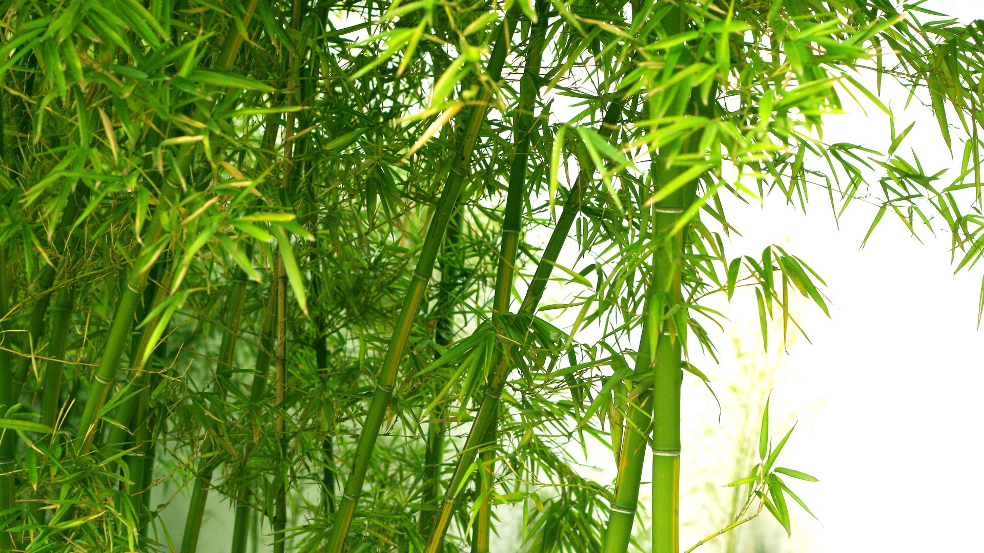 Fresh Green Bamboo Wallpaper HD Wallpaperlepi