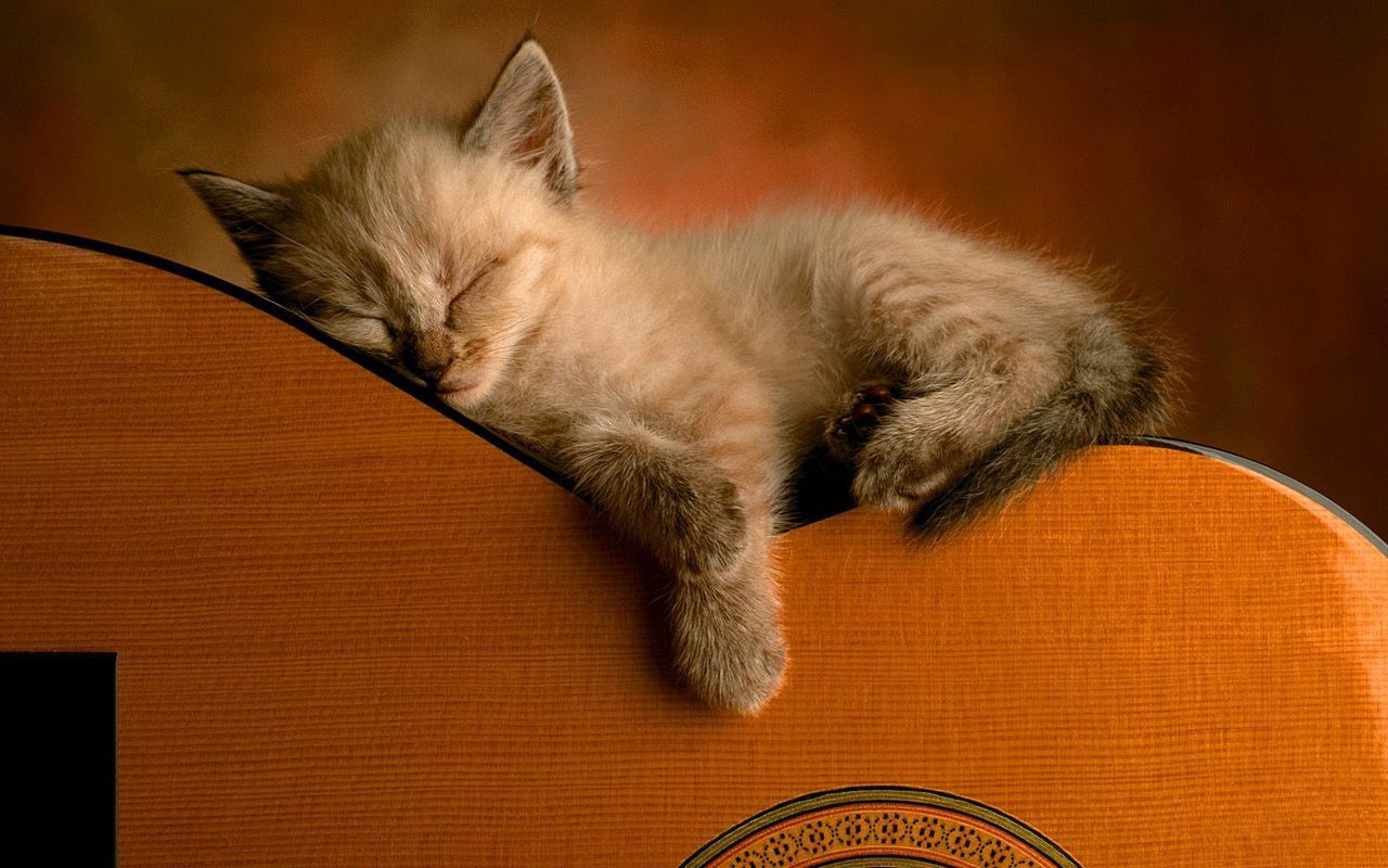 Cute Kitten Wallpaper   Kittens Wallpaper 16094679