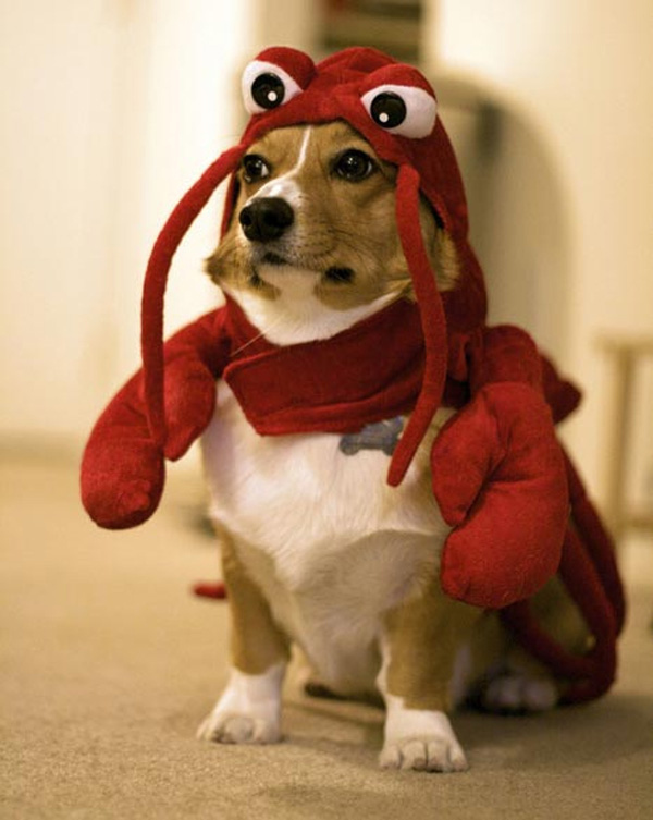 Dogs In Lobster Costumes My Disguises We Love