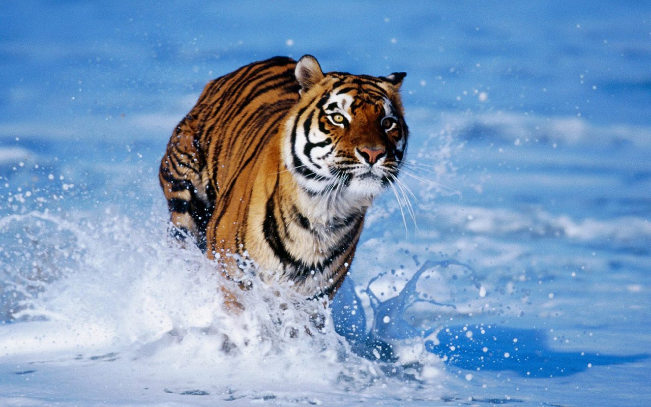Awsome Vector Tiger High Definition Wallpaper Bengal
