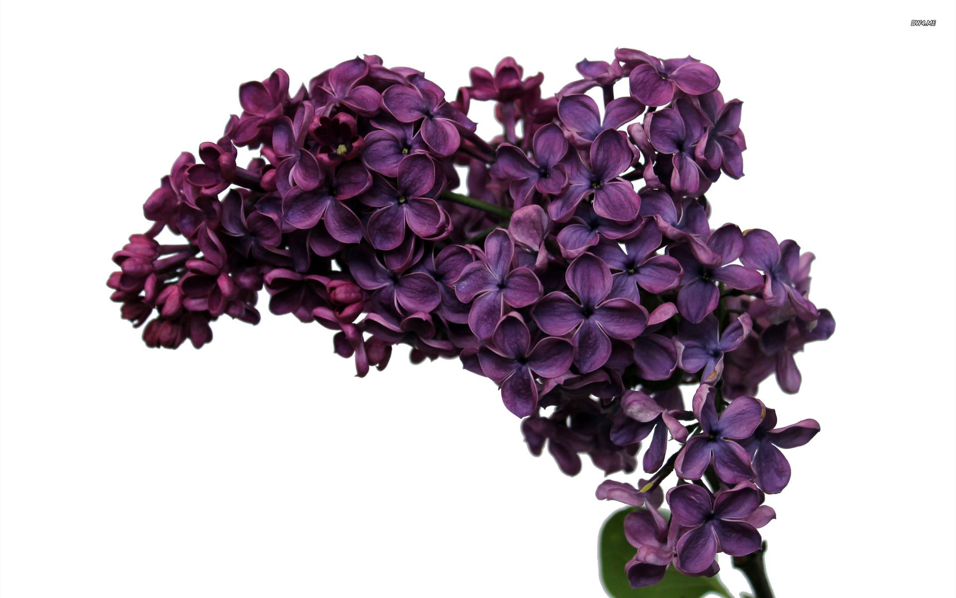 Lilac Wallpaper Flower