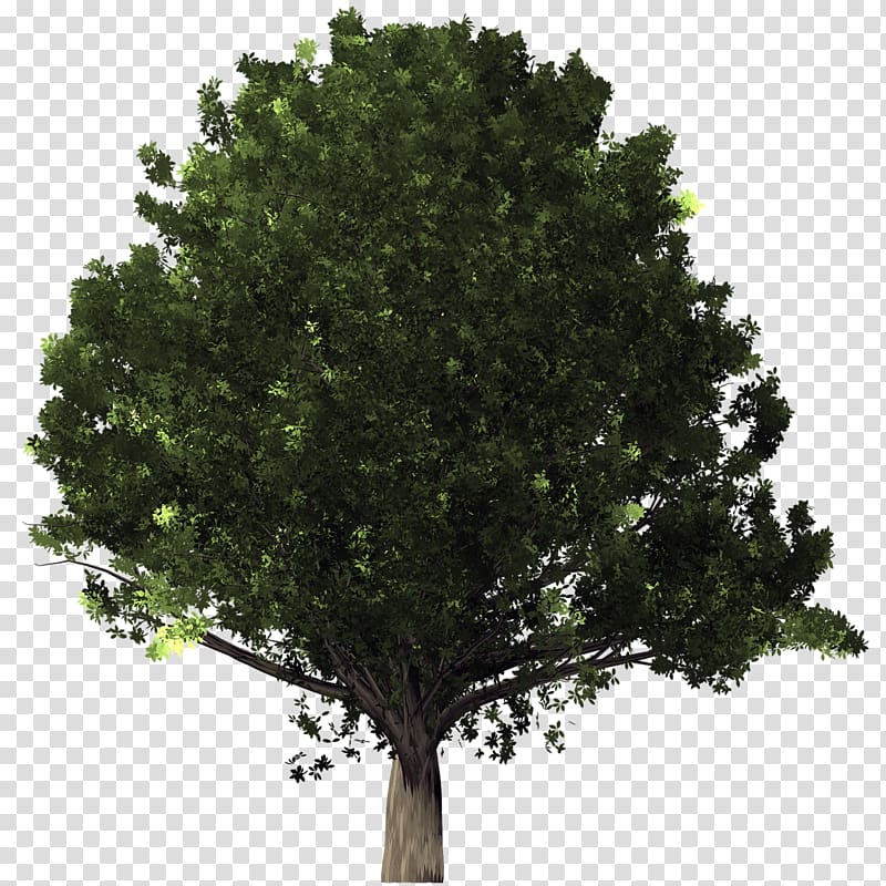 Desktop Tree Arboles Transparent Background Png Clipart Hiclipart