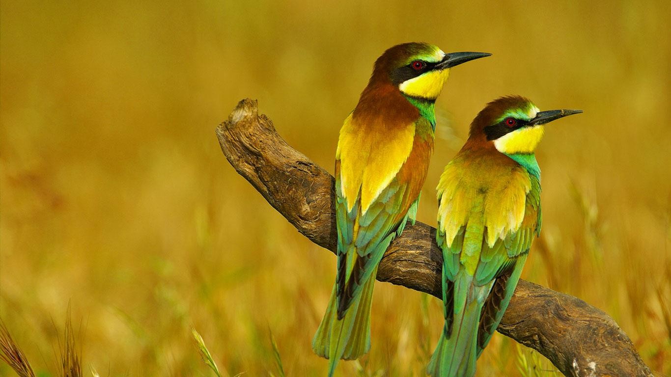 Bee Eaters Bing Birds Awesome Free Desktop HD Wallpaper