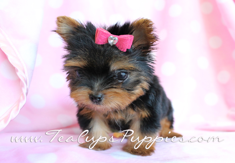 Teacup Yorkie Puppies For Sale High Resolution Wallpaper