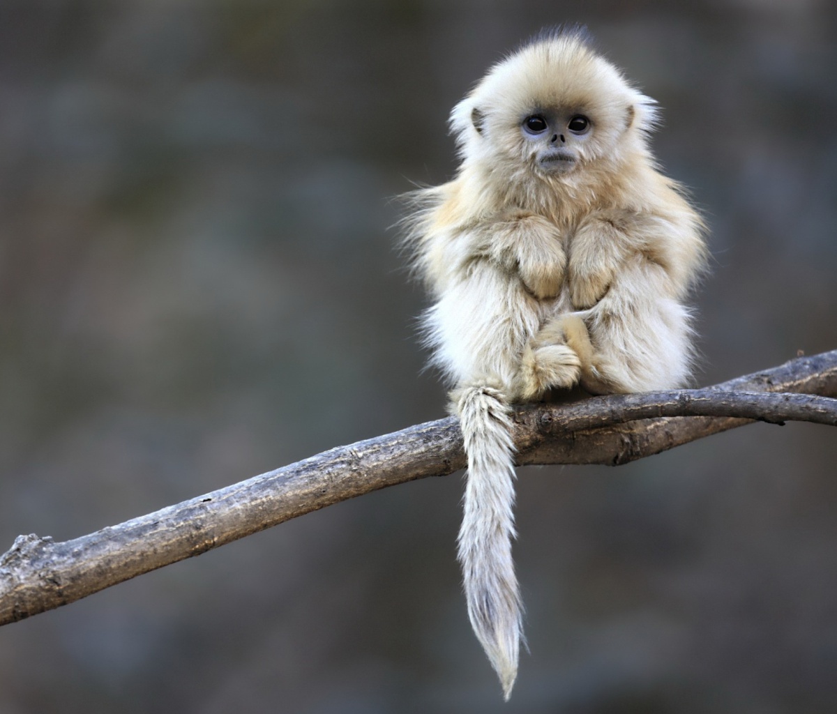Cute Baby Monkeys Hd Wallpapers in Animals Imagescicom