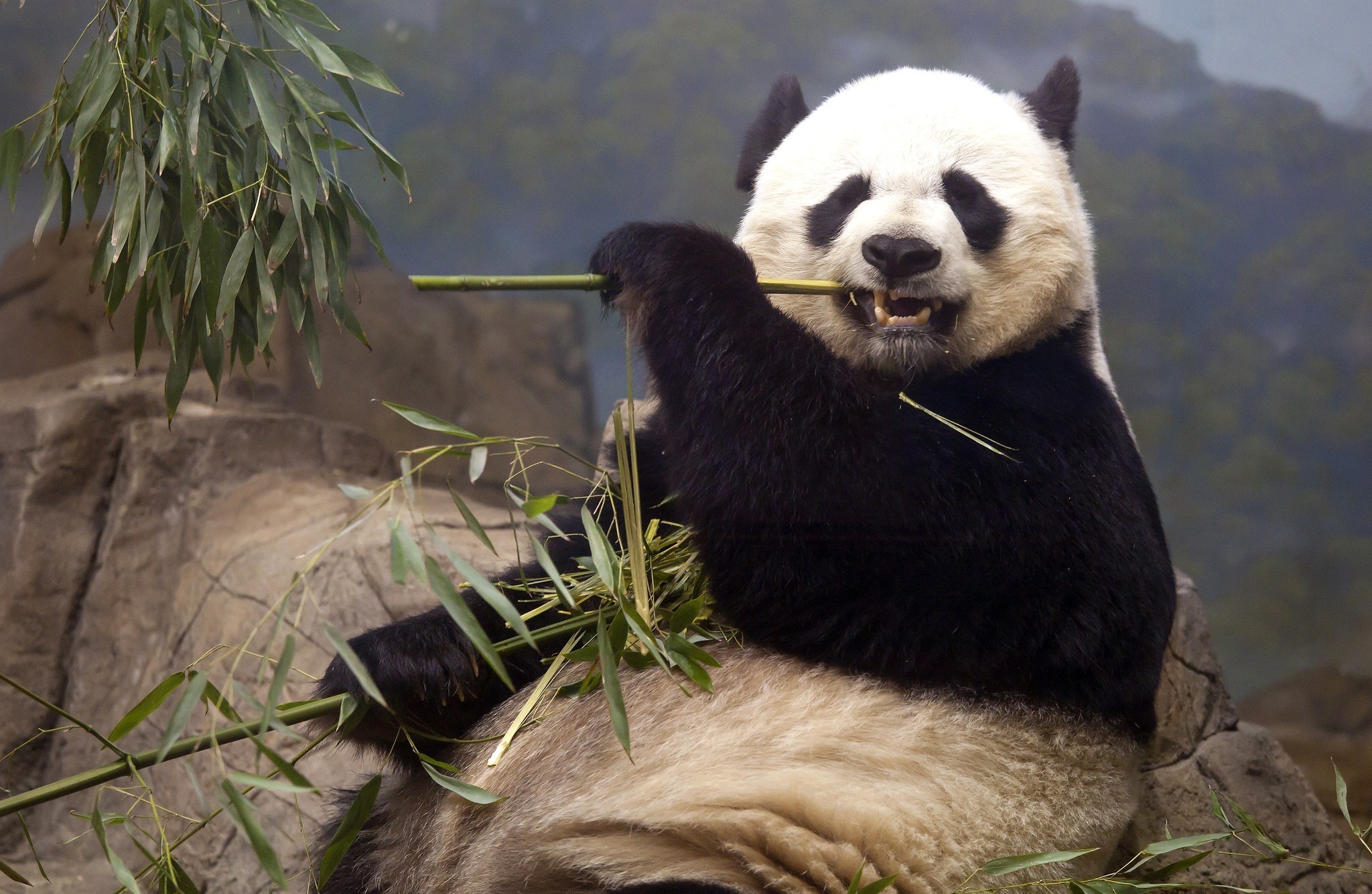 Giant Panda Wallpapers Pictures Images