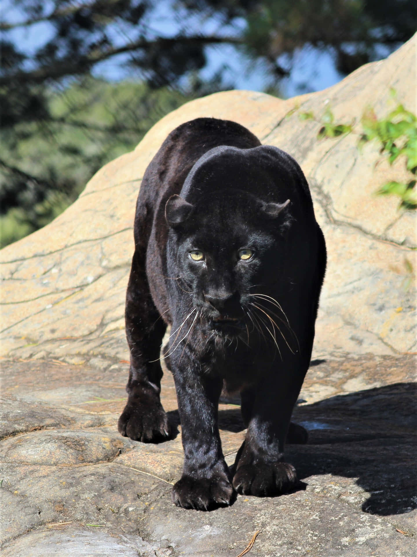 Black Leopard Wallpaper