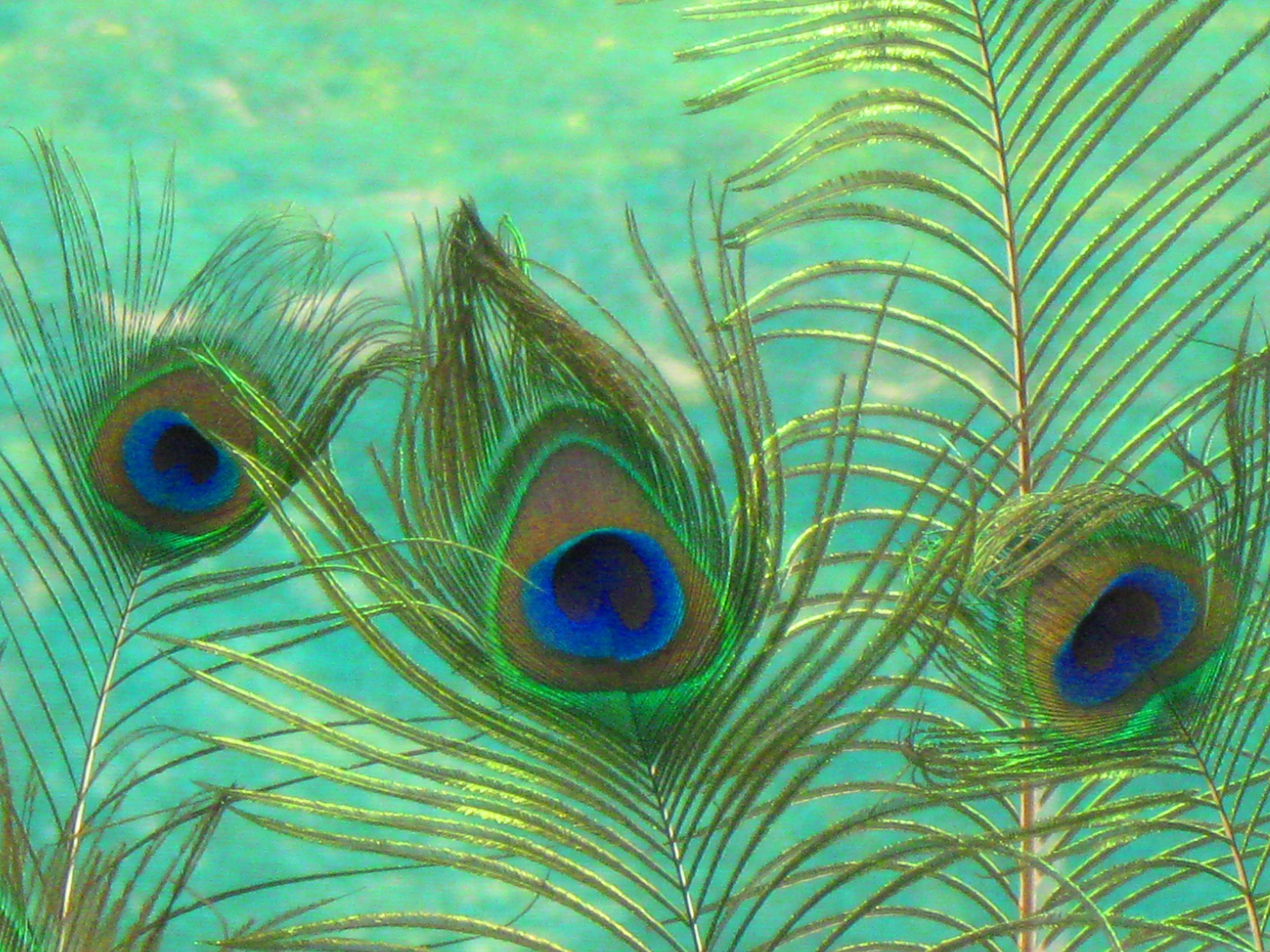 Free download Peacock Feather Wallpapers [2929x2197] for your Desktop