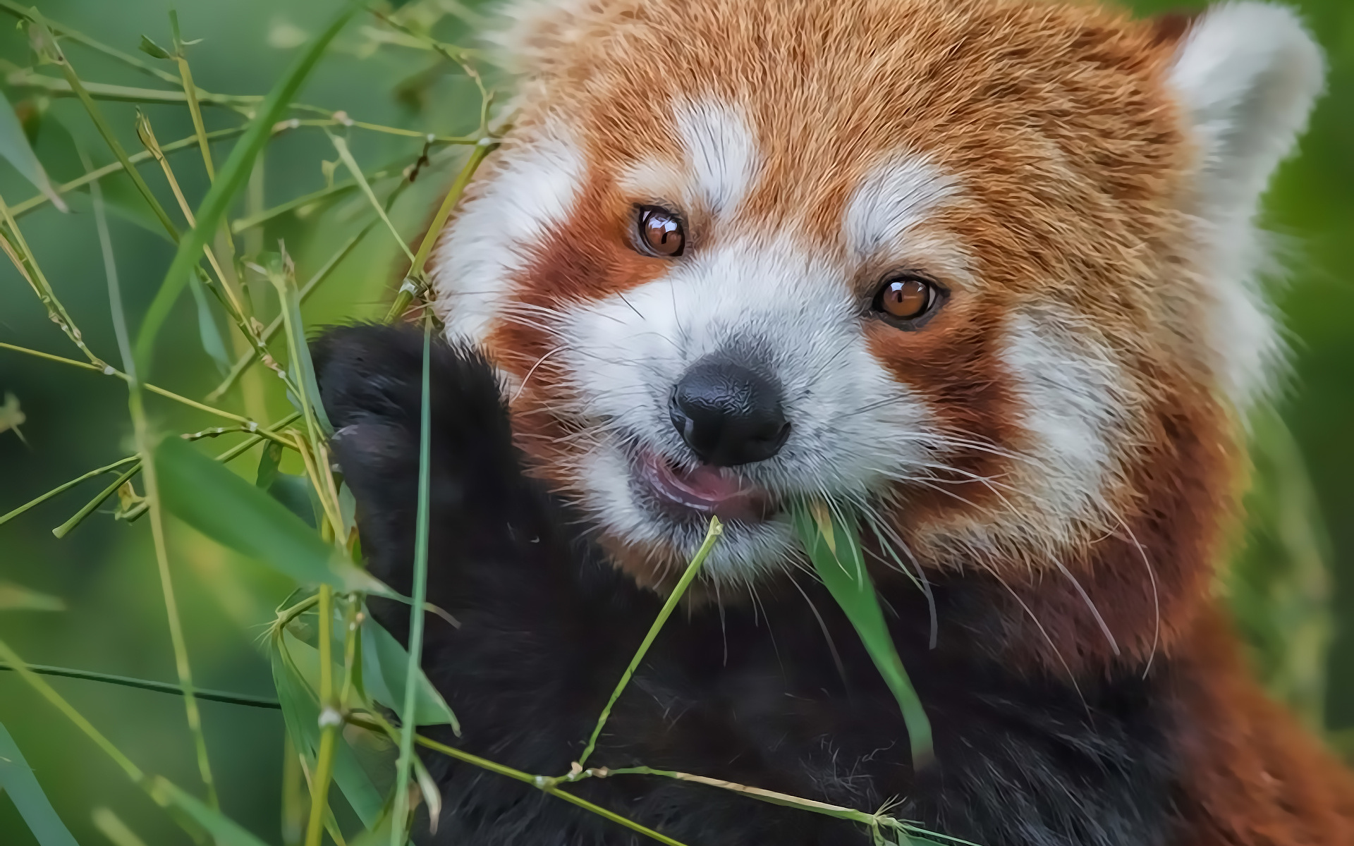 Baby Red Panda Eating Wallpaper