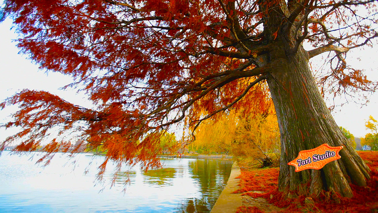 Autumn Willow Pond Screensaver And Live Animated Wallpaper For Windows