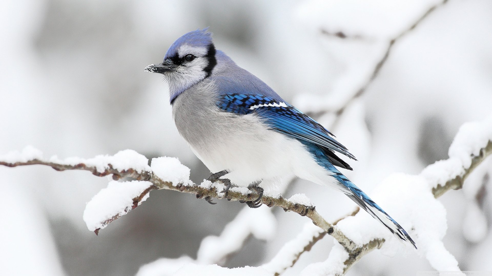 Blue Jay HD Wallpaper And Background