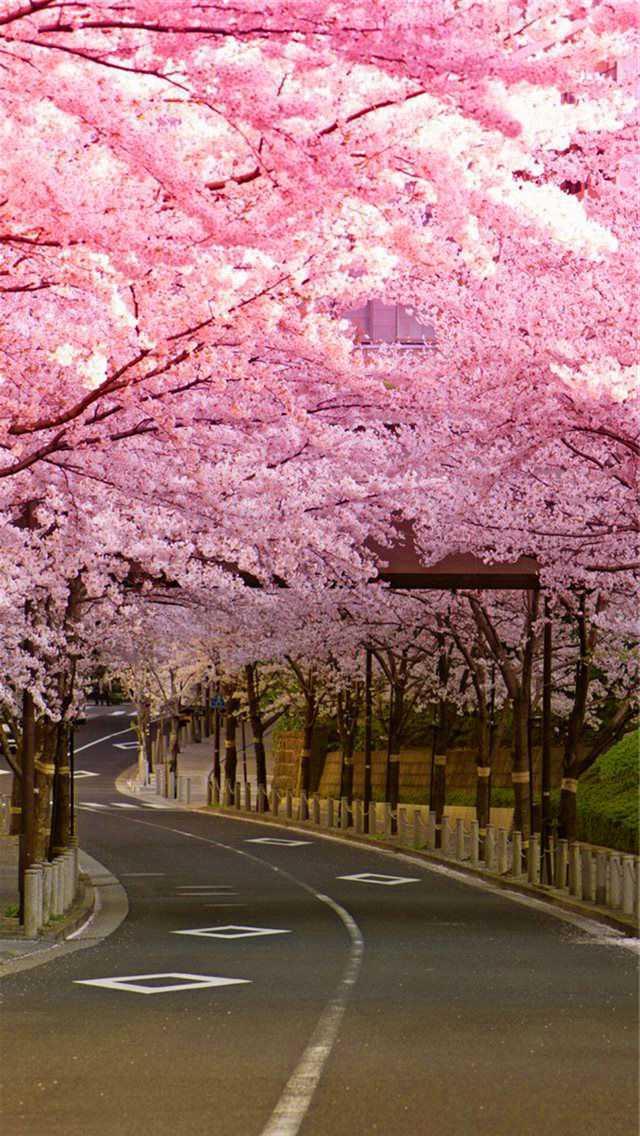 Cherry Blossom iPhone HD Wallpaper  PixelsTalkNet