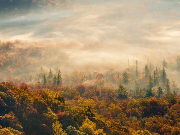 Wallpaper Autumn Forest In The Mist Brevard North Carolina Usa