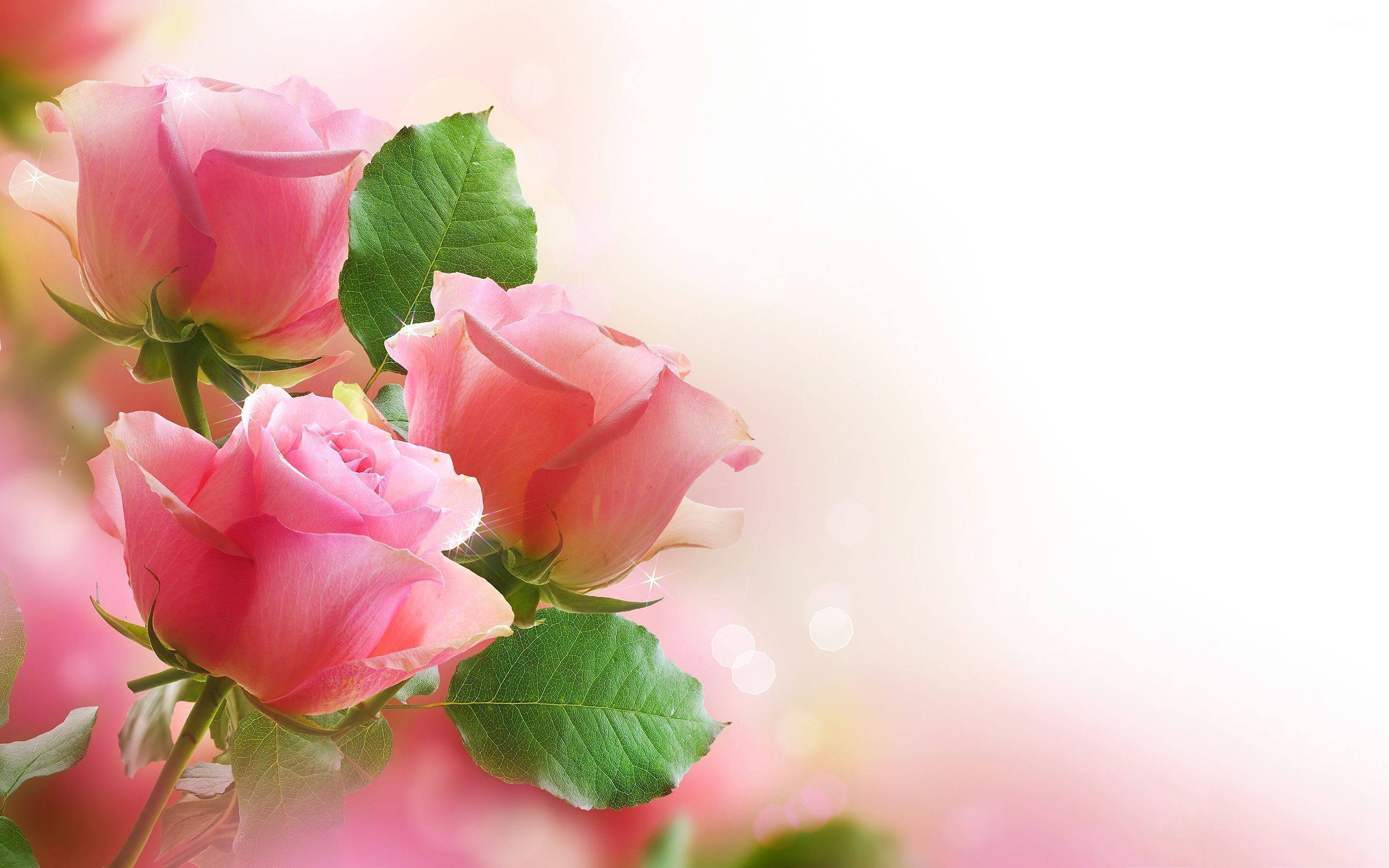 Nature Flowers Wallpaper And