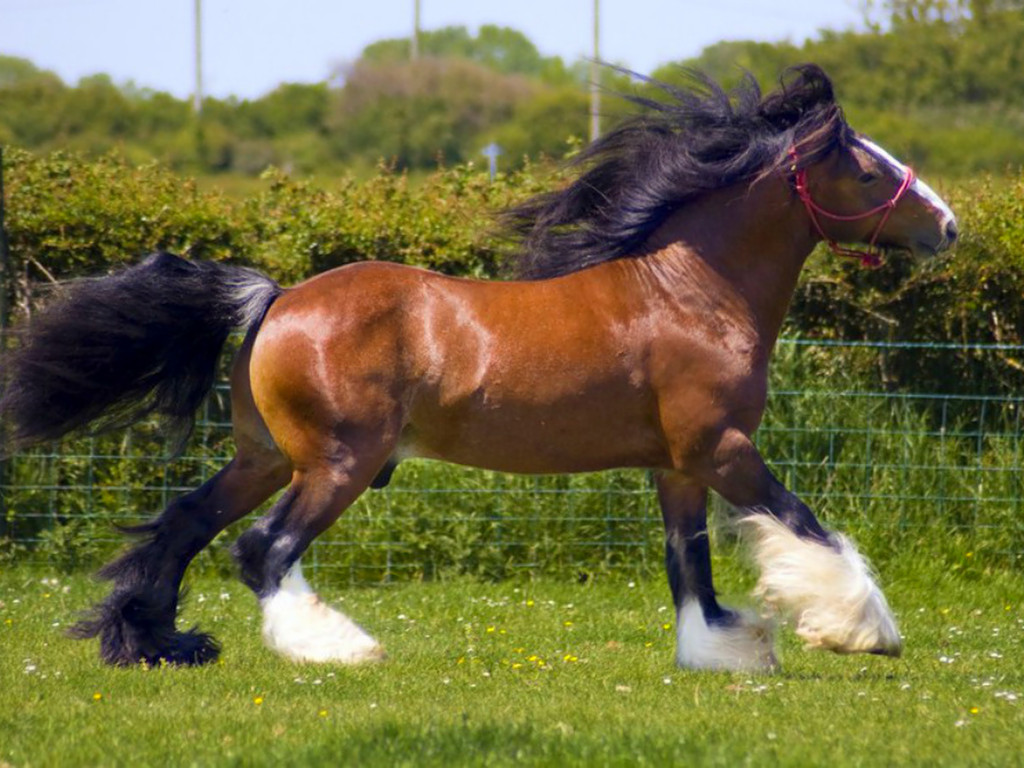 Cute Horse