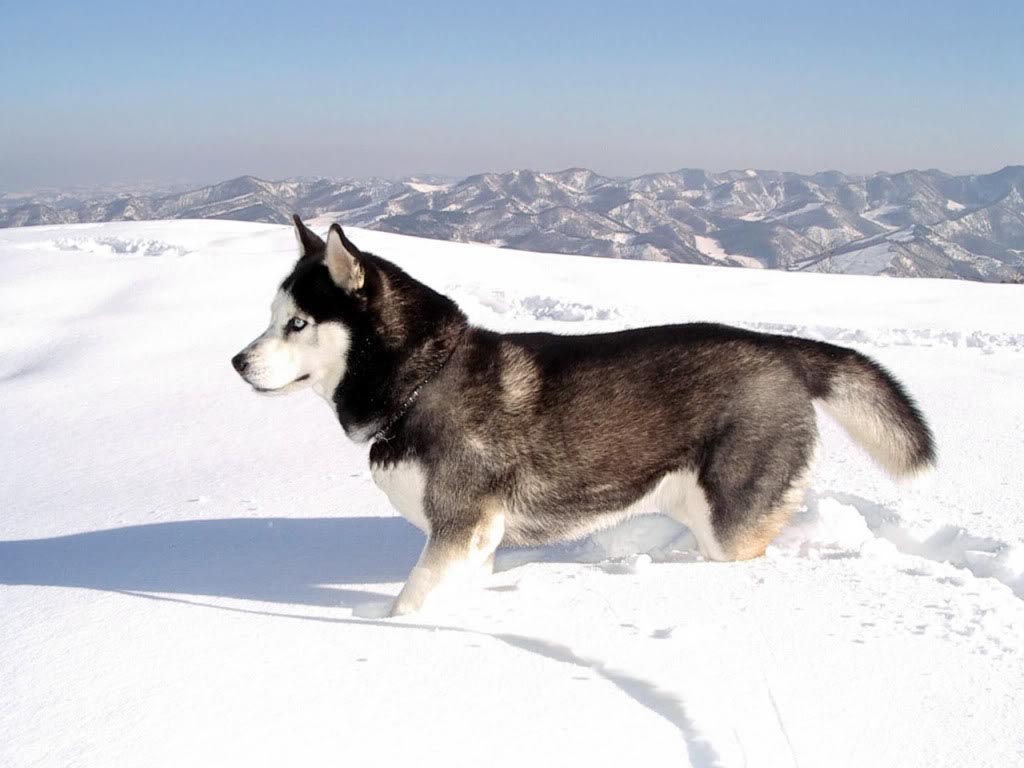 Dog Backgound HD Wallpaper For Siberian Husky Puppy
