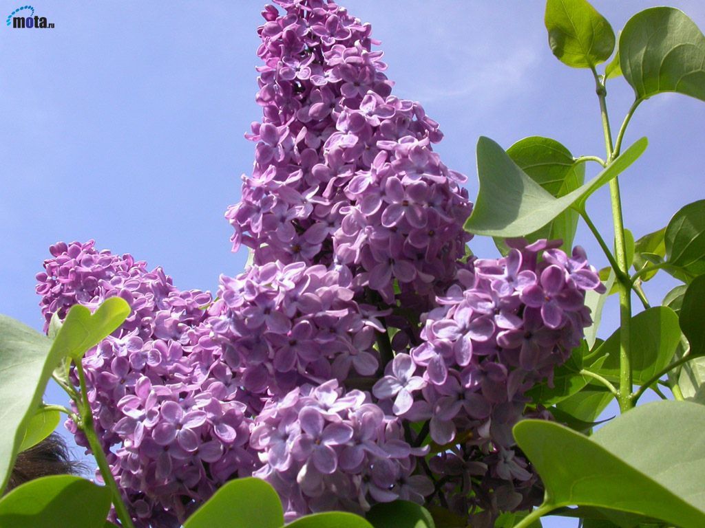 Purple Lilac Tree Purple Lilac Purple Lilac
