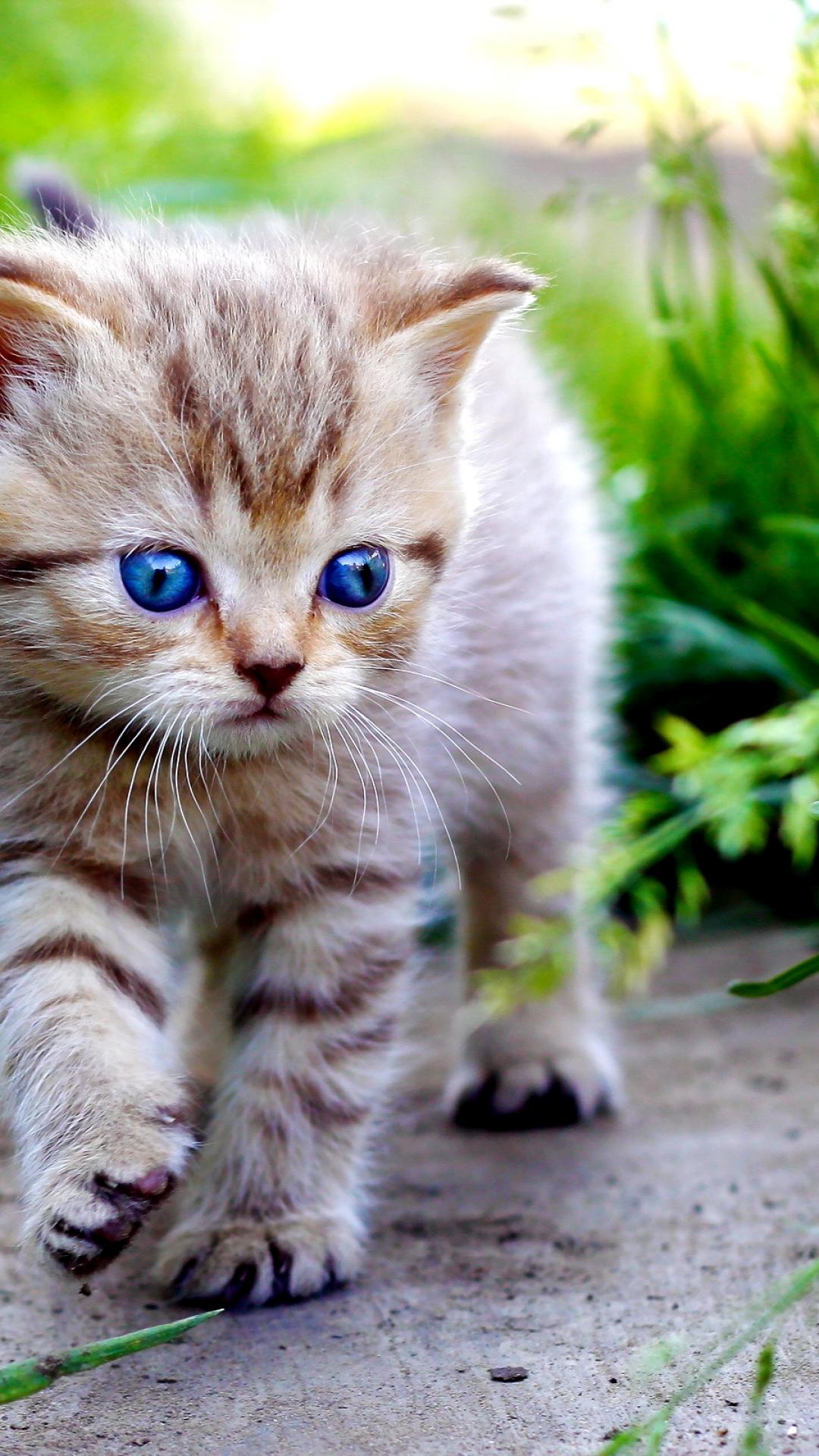 Animals Wallpaper Cute Baby Cats Kitten iPhone Plus