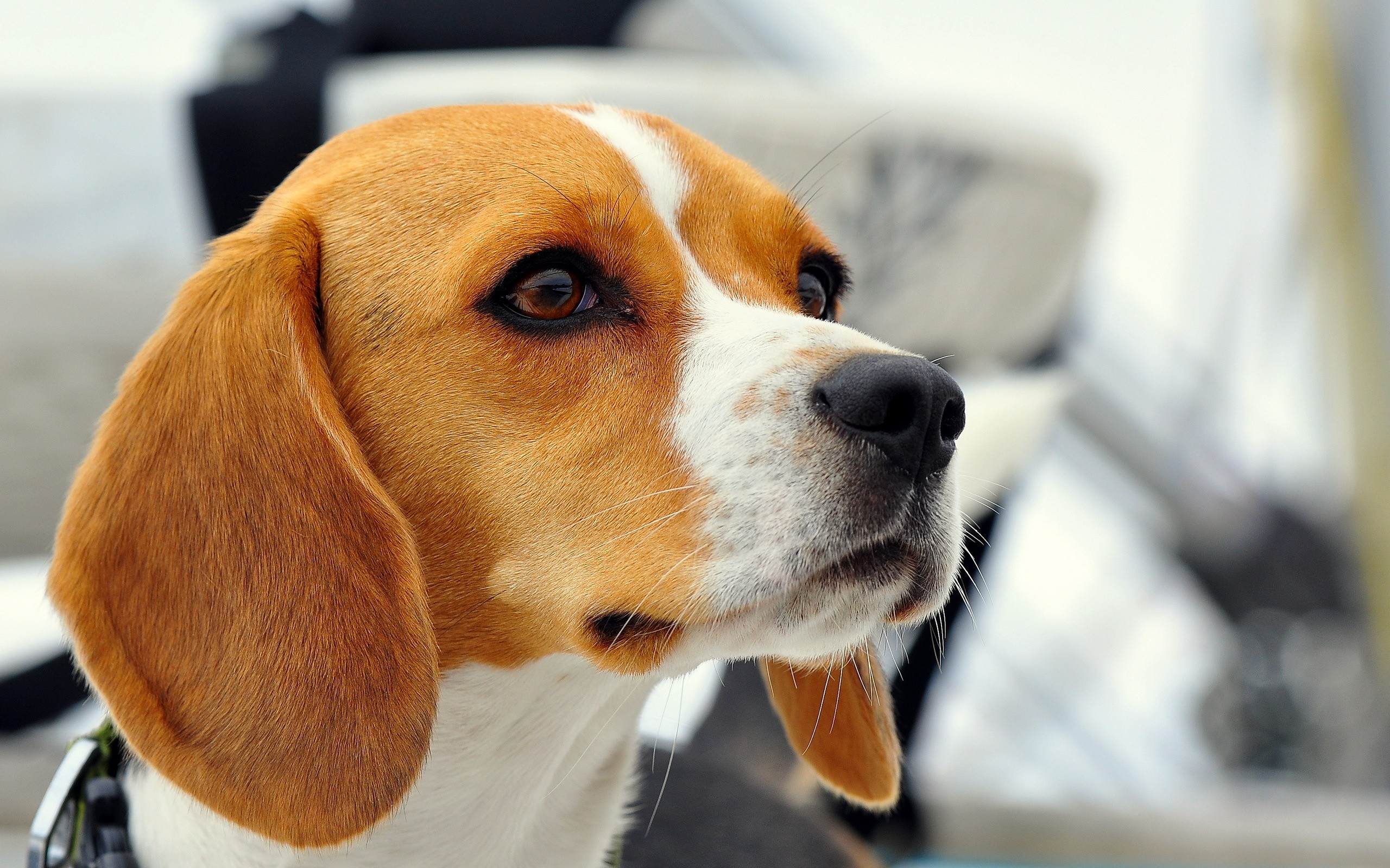 Beagle Beagles Wallpaper