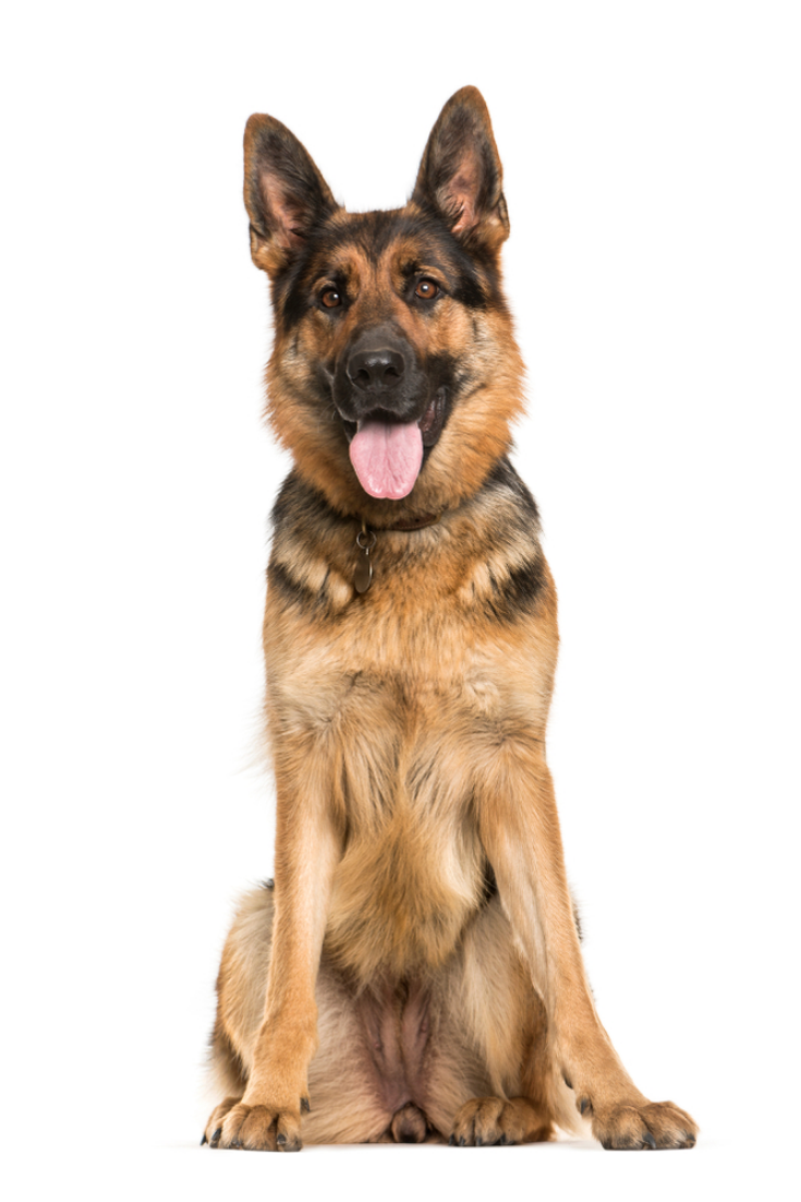 German Shepherd Years Old Sitting In Front Of White Background
