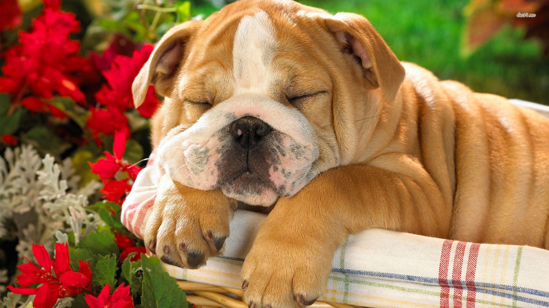 English Bulldog Puppy Wallpaper Animal