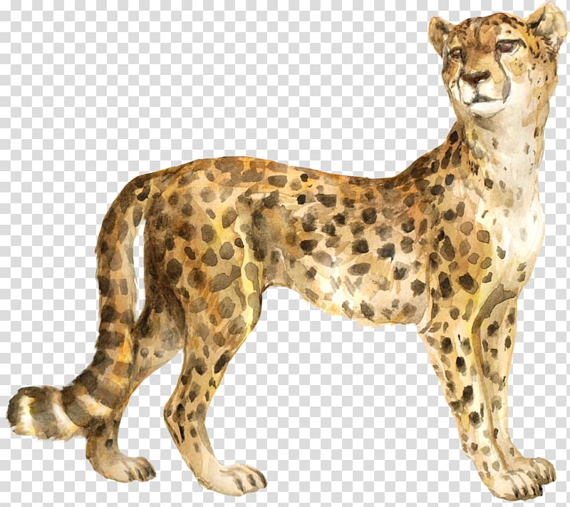 Cheetah The Bedlam Stacks Cat Felidae Cougar Transparent