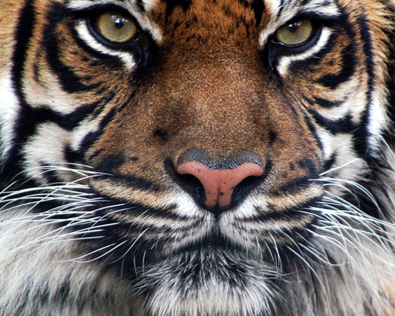 The Royal Bengal Tiger HD Desktop Mobile Wallpaper Background 9walls