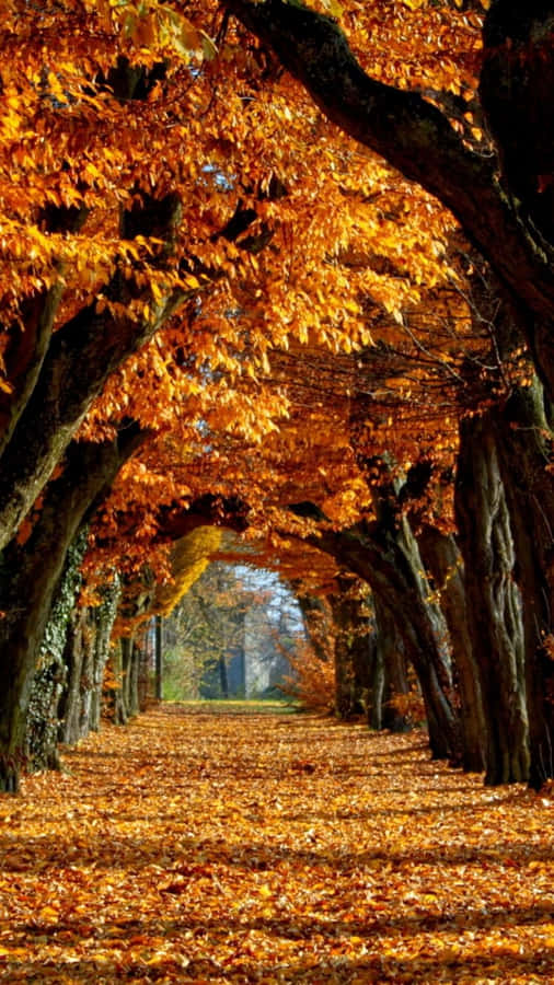 Autumn iPhone Plus Wallpaper