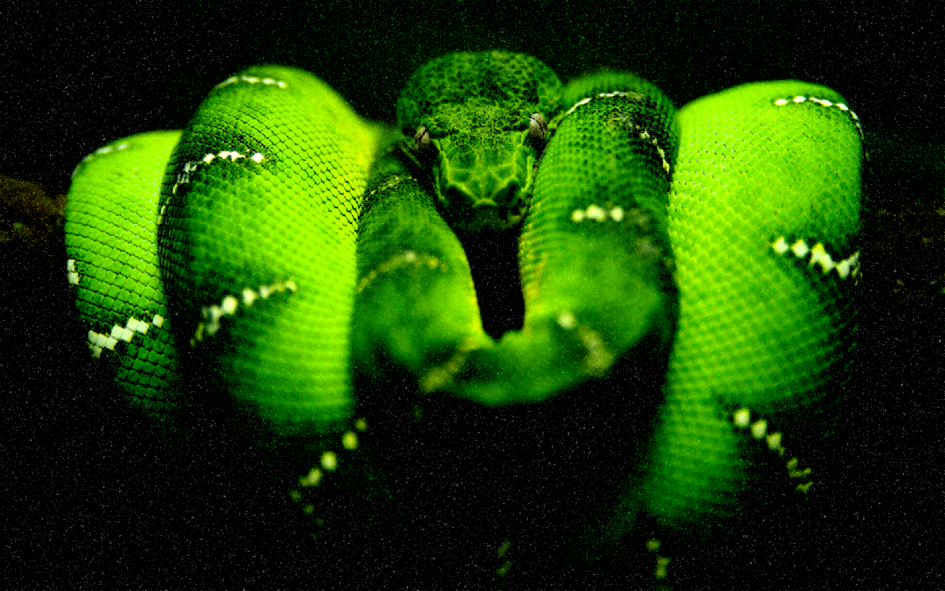 python-background-color-hot-sex-picture