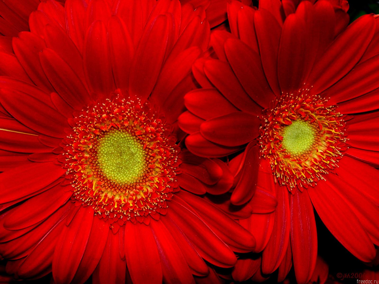 Wallpaper For Desktop Red Sun Flower