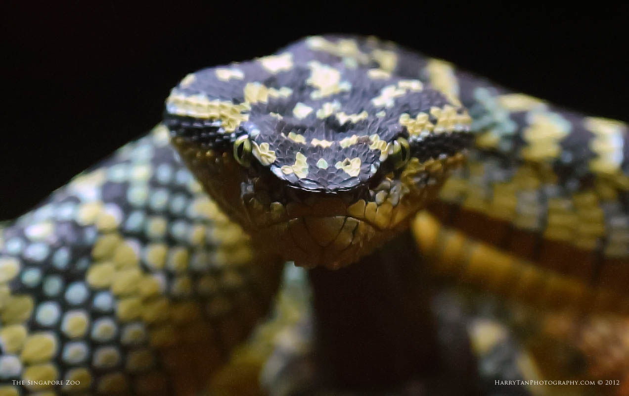 Animal Photography The Temple Viper