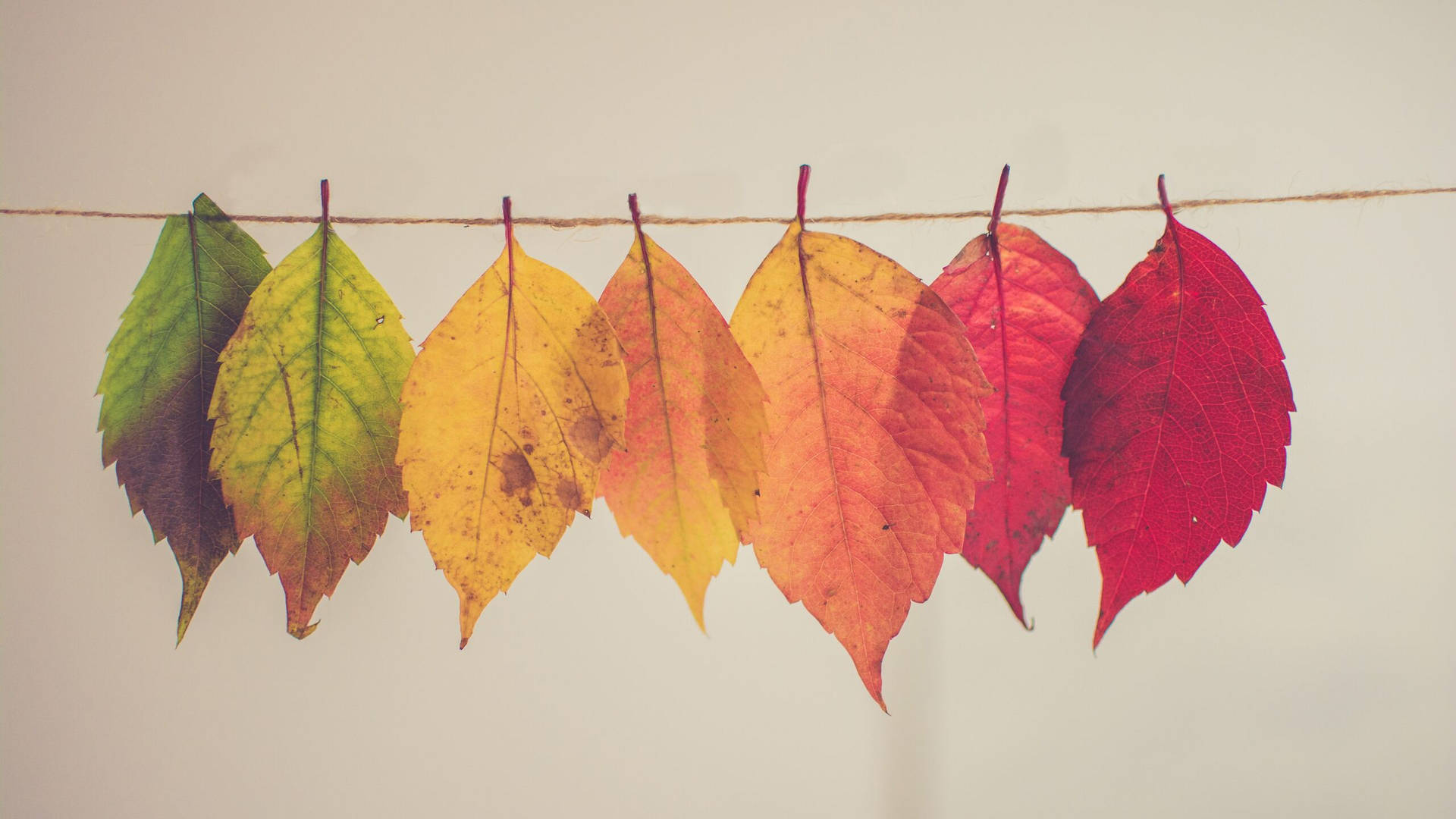 Fall Colourful Leaves Wallpaper