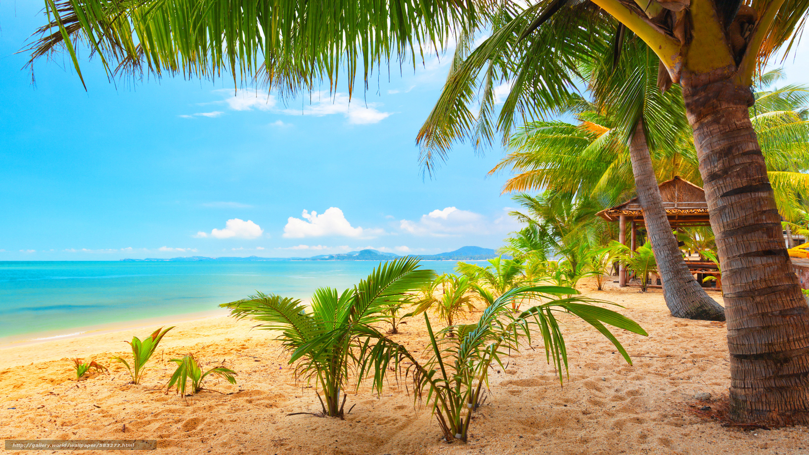 Wallpaper Tropics Sun Beach Summer Desktop