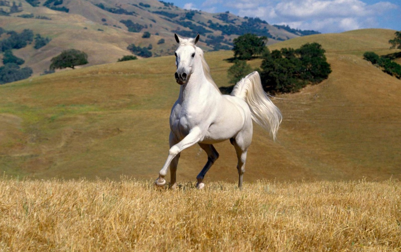 Beautiful White Horse Wallpapers Beautiful White Horse   White 1280x804