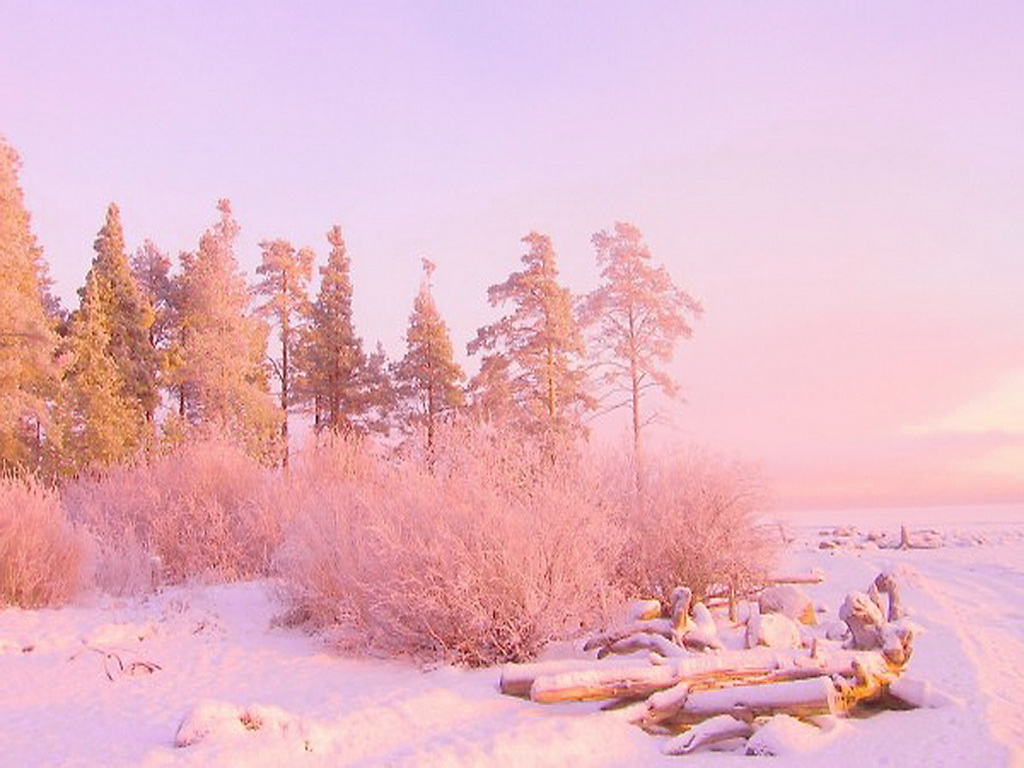 Winter Pink And Gold Wallpaper