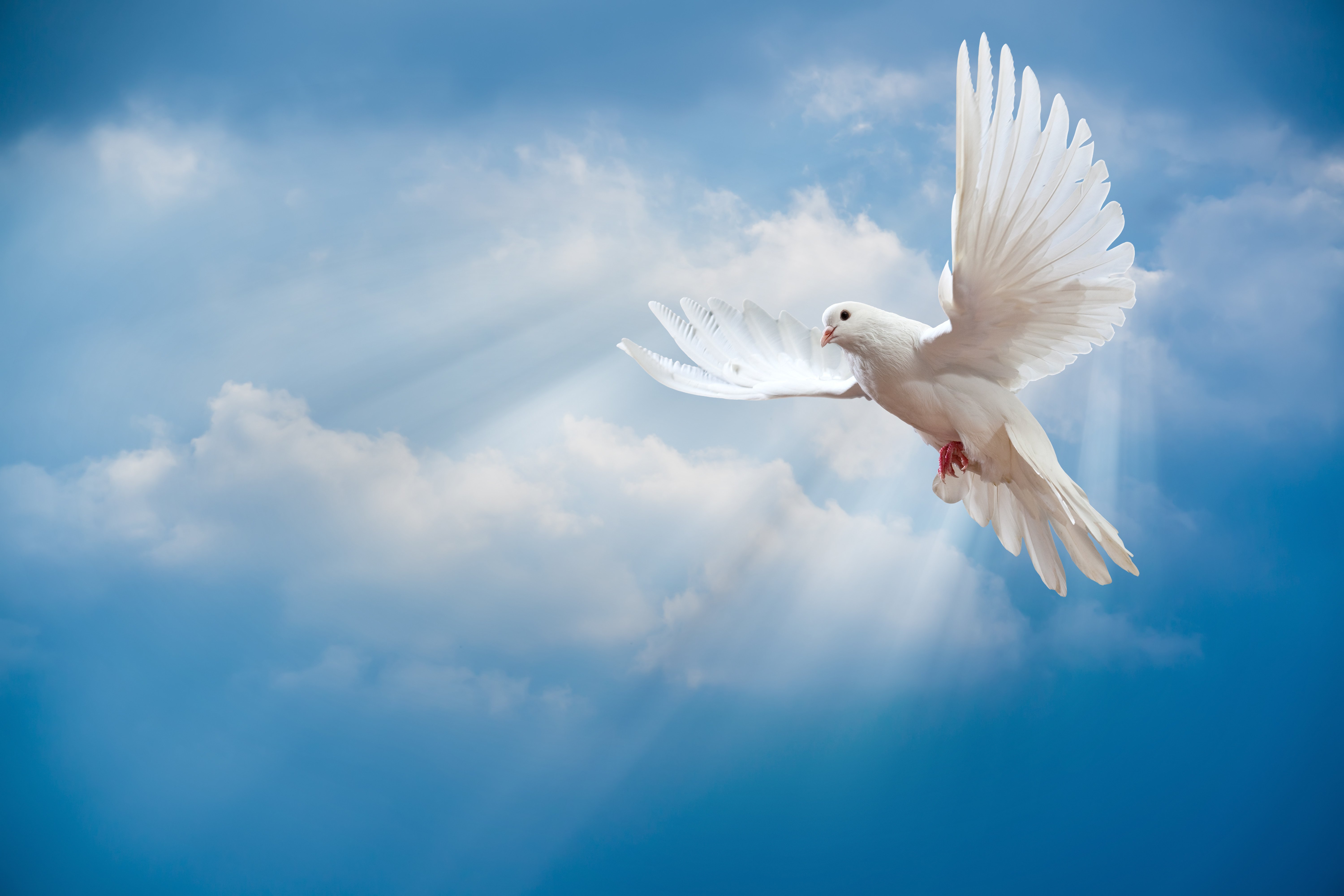 Wallpaper dove peace sky pigeon white sunrays white dove bird 6000x4000