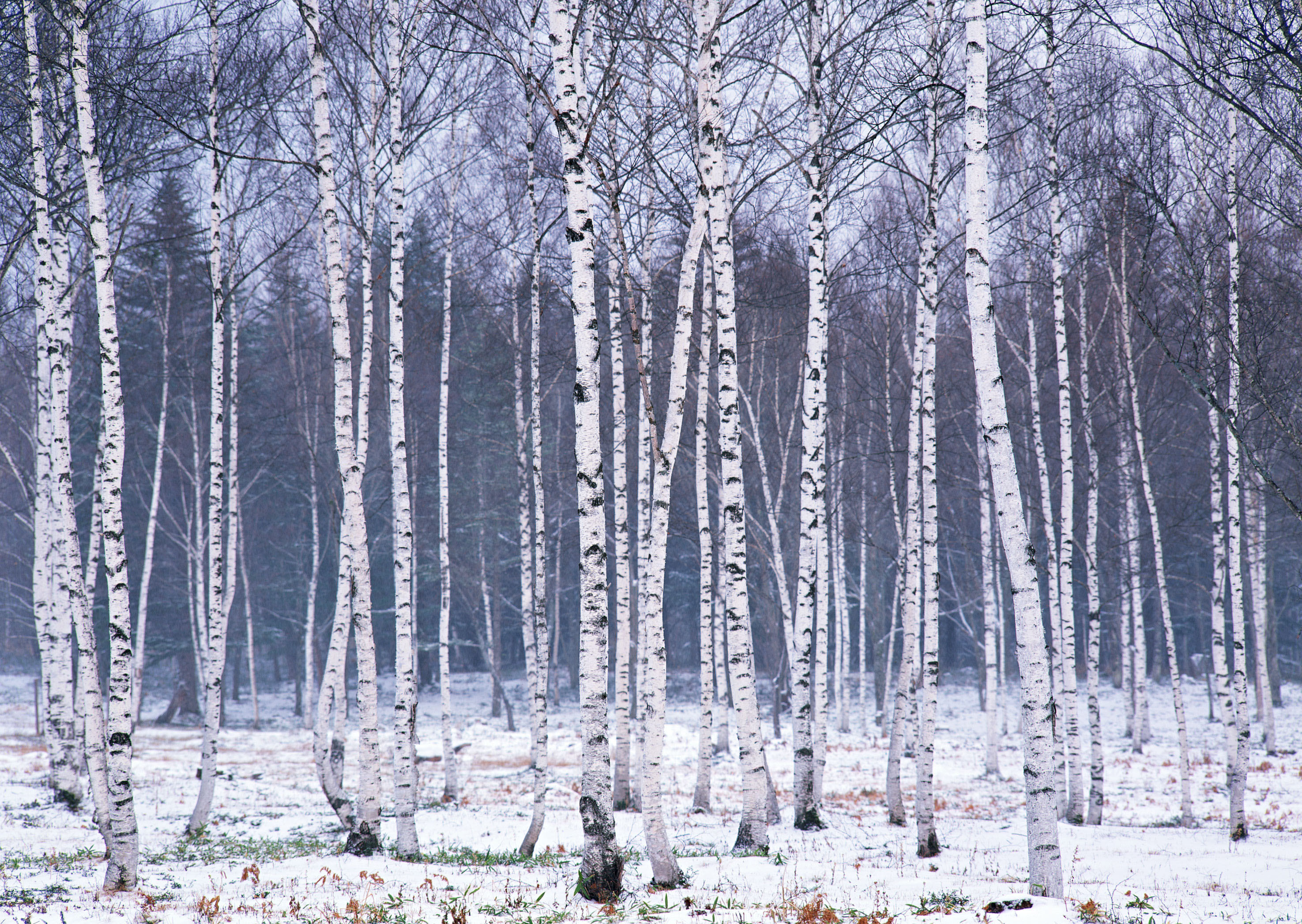 So These Are The Birch Tree Wallpaper That You Can Use As Your