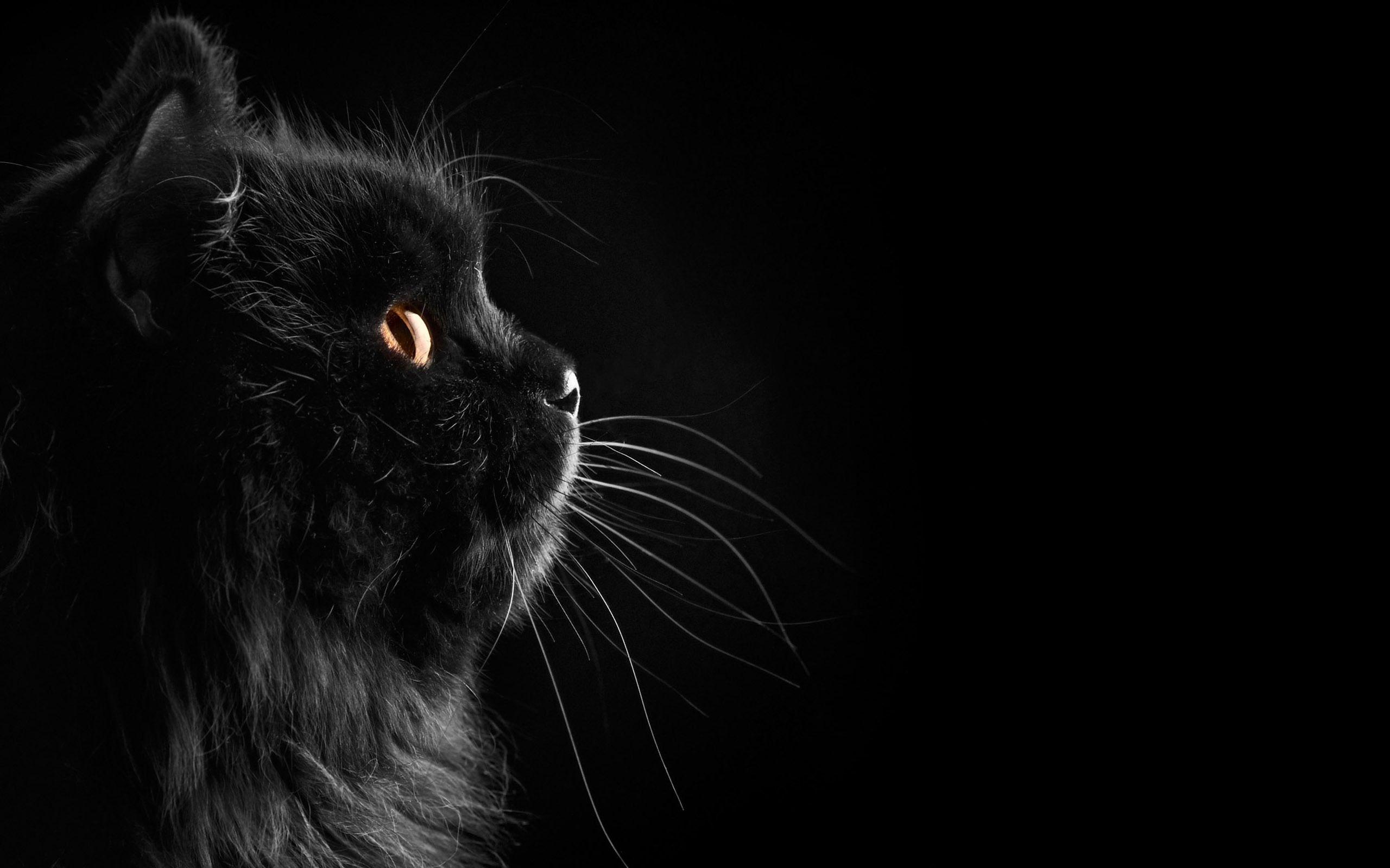 Wallpapers Black Cat 2560x1600