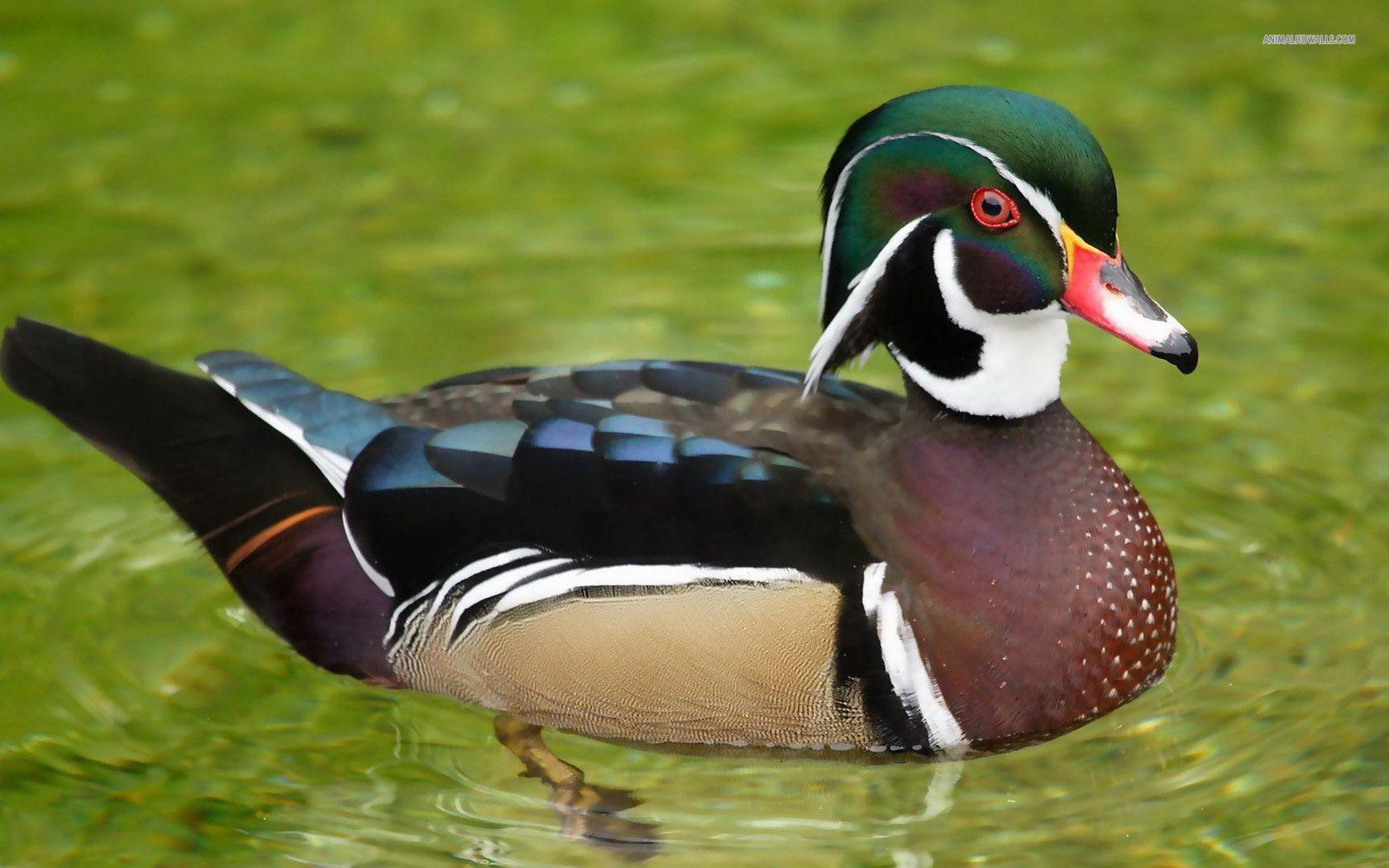 Download Wood Duck wallpapers for mobile phone free Wood Duck HD  pictures