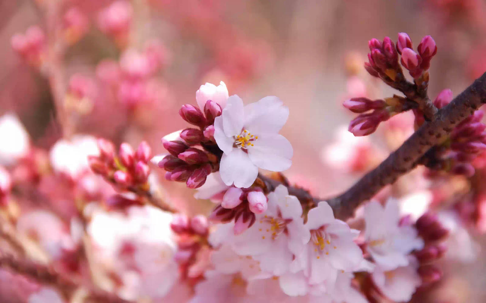 Flowers Wallpapers Cherry Flowers DesktopWallpapers Cherry Flowers