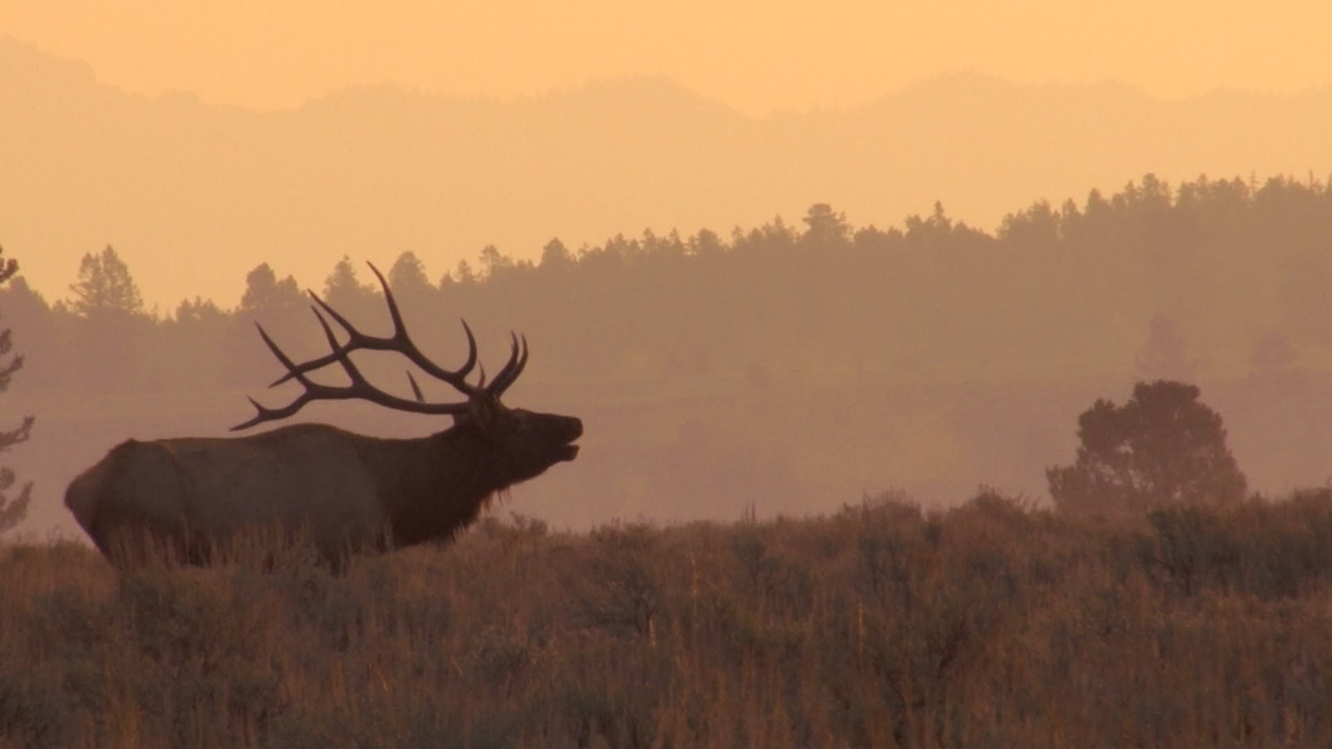 Elk Wallpaper Windows