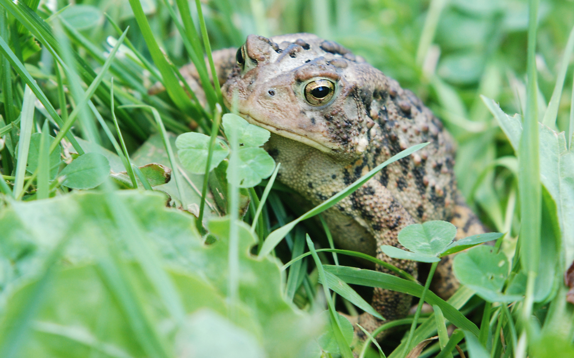 Moril Toad In The Grass Puter Wallpaper Desktop