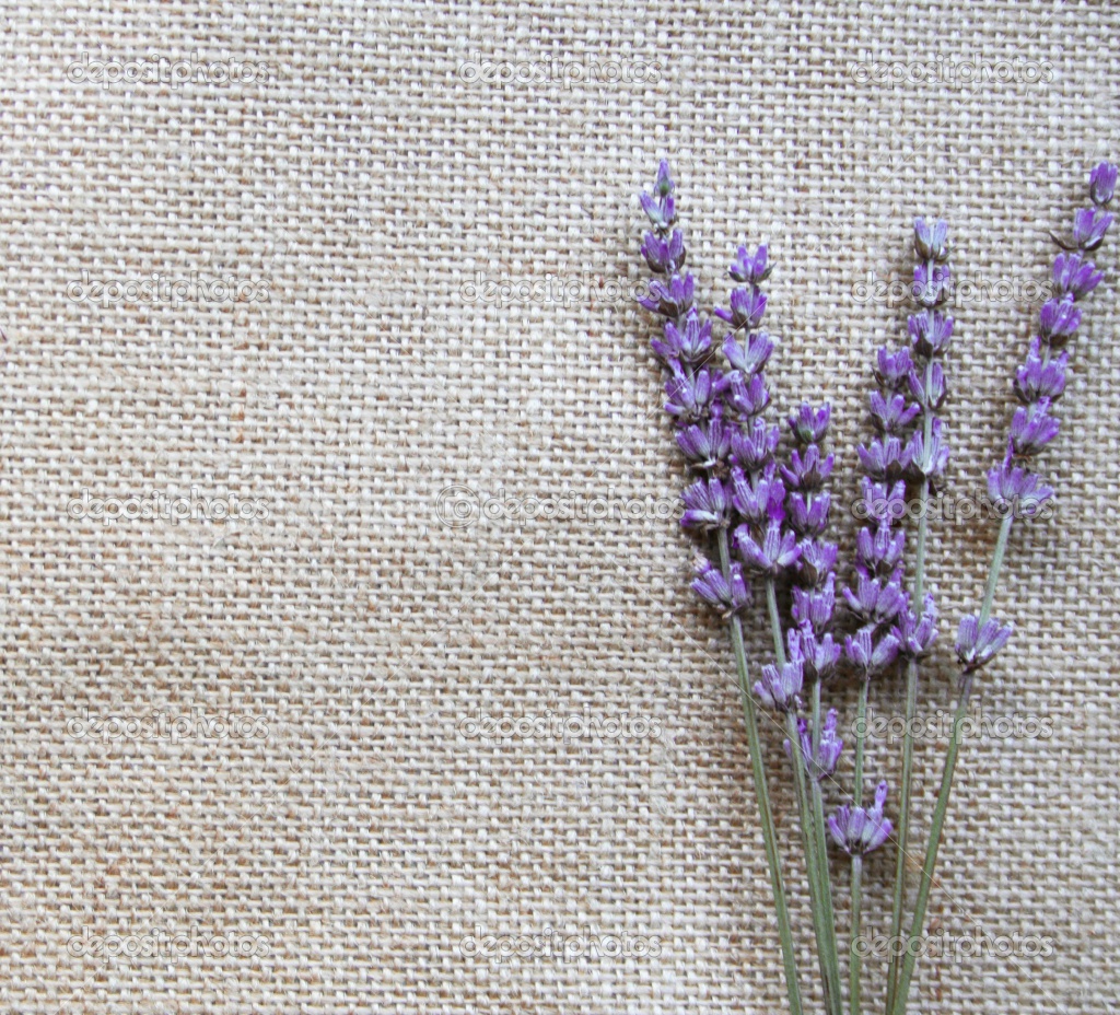 [44+] Lavender Wallpaper HD on WallpaperSafari